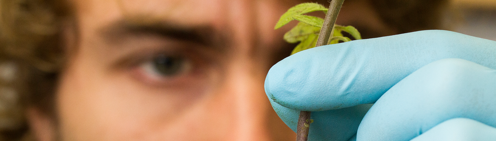 Zack Black, a horticulture sciences student, concentrates as he grafts two tomato plants together in Xin Zhao's lab. Photographed for the 2015 Research Discoveries report.