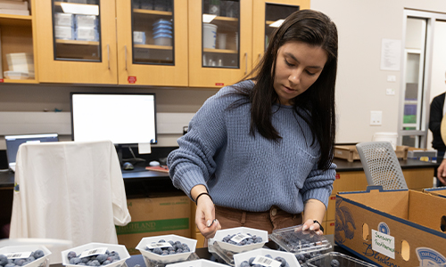 Student conducting blueberry research in the Horticultural Sciences Blueberry Laboratory. Photo taken 04-05-24, UF/IFAS Photo by Tyler Jones