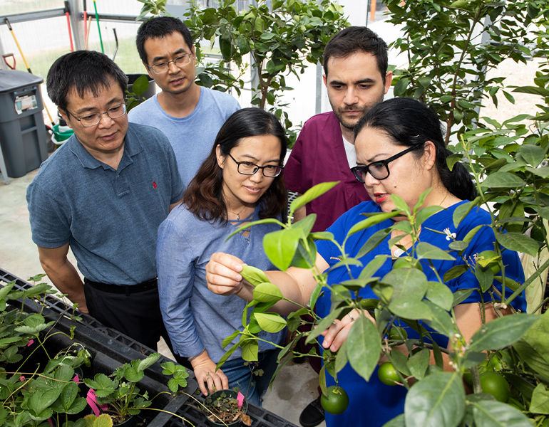 Liliana Cano (blue shirt, right) examining citrus trees in a greenhouse with students at Indian River Research and Education Center. UF/IFAS Photo by Tyler Jones