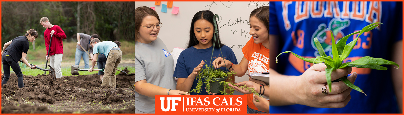 (left) Students prepare rows for planting in preparation to open the UF Community Garden. UF/IFAS Photo by Tyler Jones(center) College of Agricultural and Life Sciences (CALS) making plant observations during a lab. Photo taken 11-10-22, UF/IFAS Photo by Cat Wofford (right) Plant Sciences student holding a plant. Photo taken 09-01-23 UF/IFAS Photo by Tyler Jones